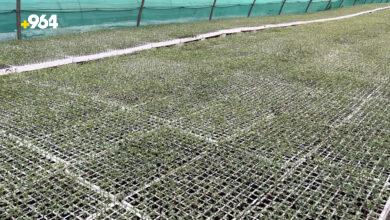 Iraq’s Ministry of Agriculture distributes over 200,000 seedlings to combat desertification