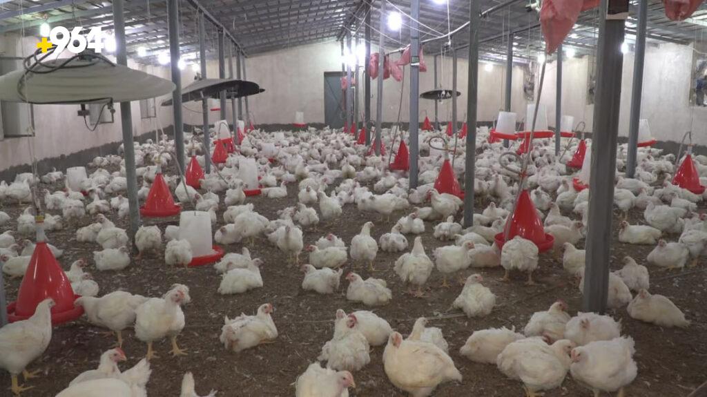 Poultry farms in Babil face losses amid seasonal viral infections