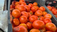 KRG bans imports of tomatoes in favors of Iraqi produce