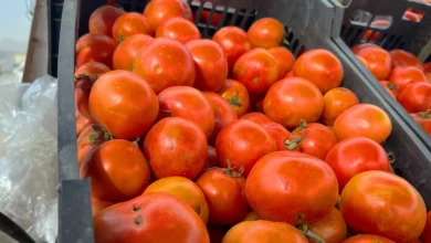 KRG bans imports of tomatoes in favors of Iraqi produce