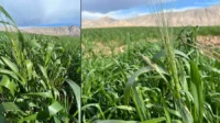 Unusual wheat blossom emerges in Sulaymaniyah's Sangaw plains