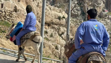 Neighborhoods in Akre district employ donkeys for waste collection