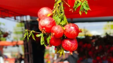 Halabja focuses on enhancing pomegranate production with specialized seminar