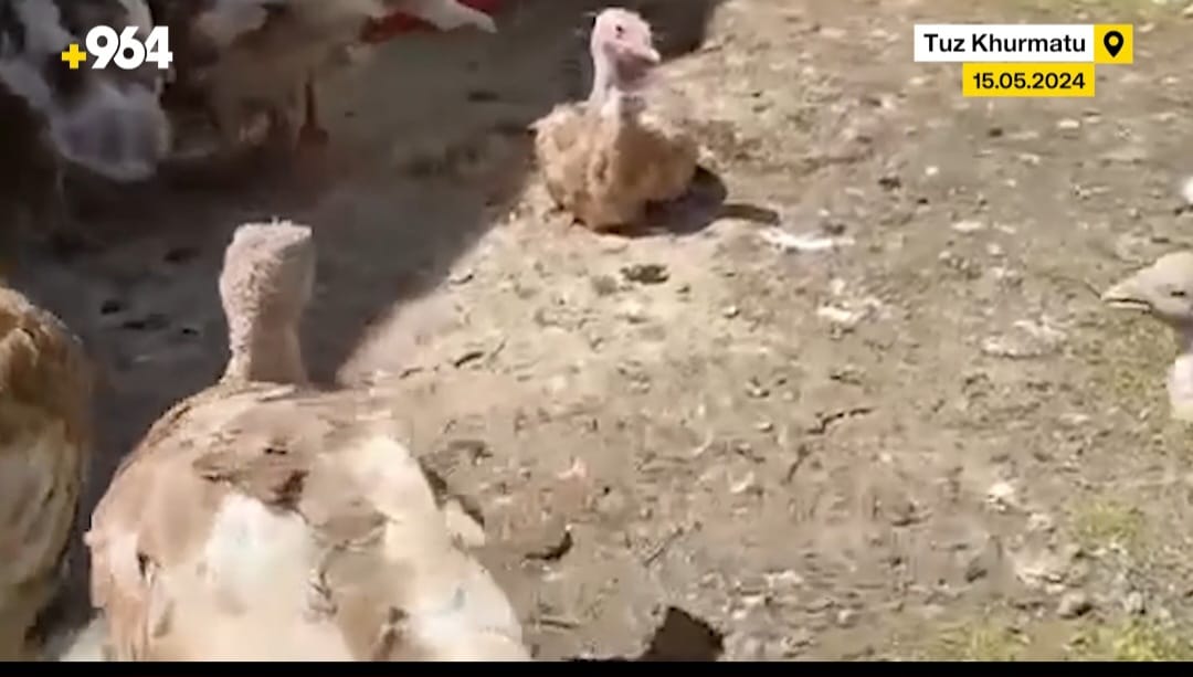 Deadly disease strikes poultry in Tuz Khurmatu