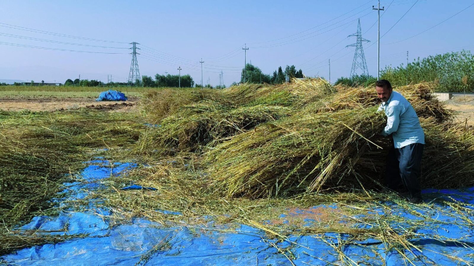 Sesame harvest begins in Mwan village despite irrigation challenges