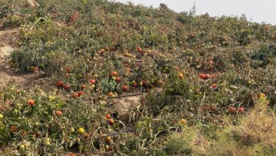 Early frost devastates tomato crops in Balakayati, leaving farmers with heavy losses