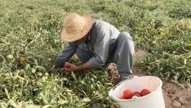 Daquq farmers see strong tomato harvests despite perceived lack of state support