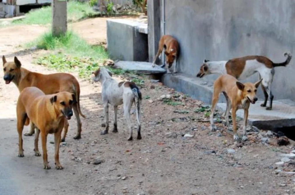Rights body warns of ‘red-level danger’ from stray dogs in Basra