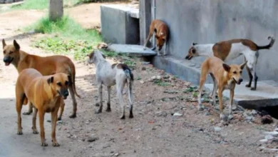 Rights body warns of ‘red-level danger’ from stray dogs in Basra