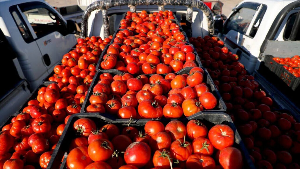 Iraq exports 1,000 tons of tomatoes to Kuwait via Safwan crossing