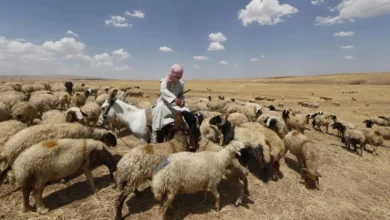 Iraq suspends livestock transit from Syria over foot-and-mouth outbreak