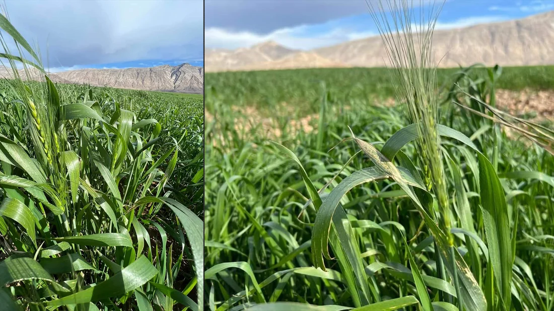 Unusual wheat blossom emerges in Sulaymaniyahs Sangaw plains
