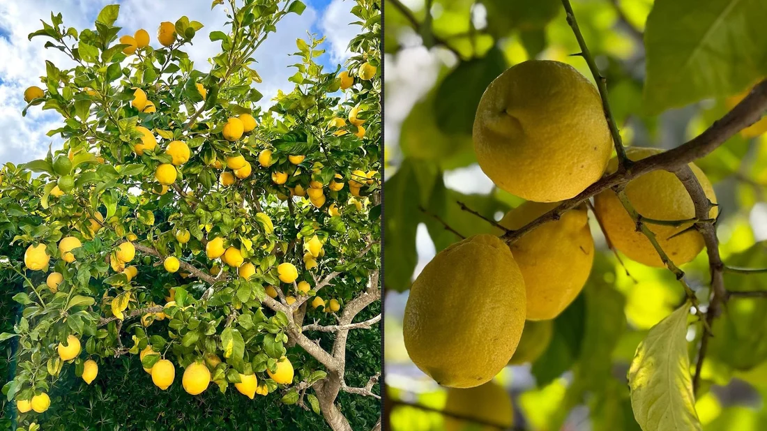 Farmer in Halabja urges growers to diversify their produce outside of pomegranates