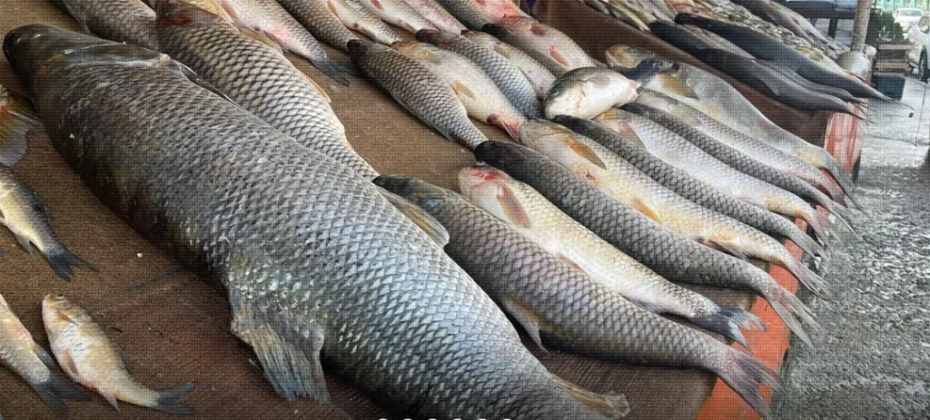 20 individuals charged for illegal electrofishing in Erbil