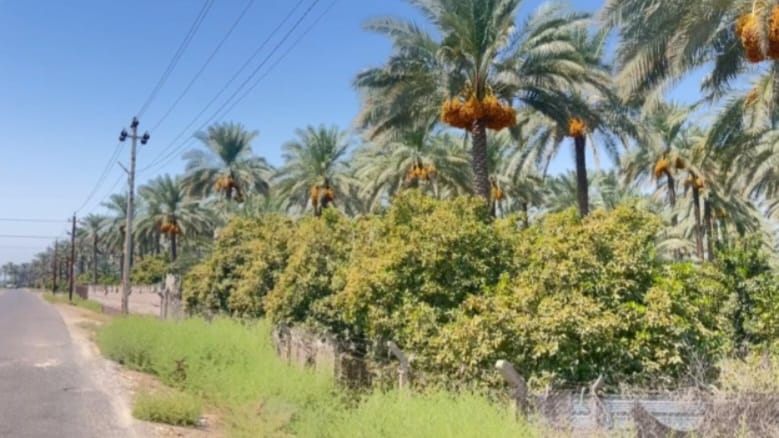 Famed palm groves and orchards in Baghdad's Rashidiya face decline