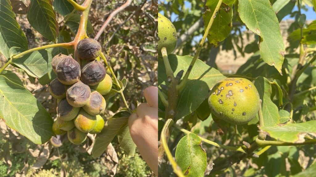 Erbil investigates fungal disease affecting walnut trees in Balakayati region