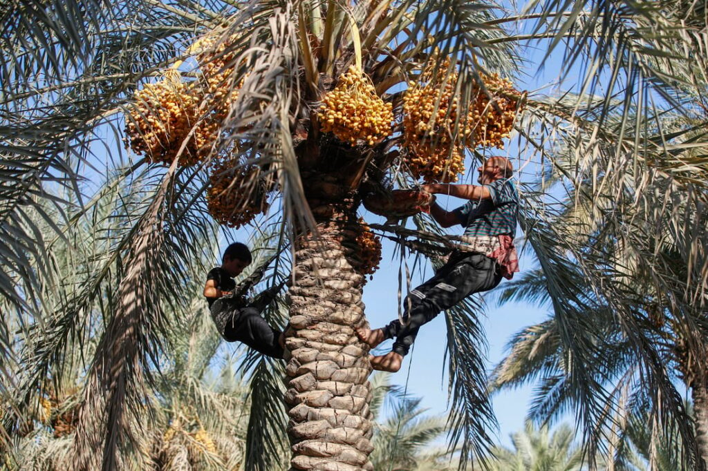 Iraq expects increase in date production and exports, Ministry of Agriculture says