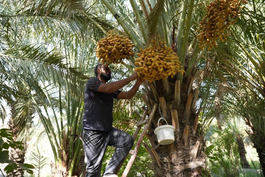 Basra’s date palm groves reach peak production