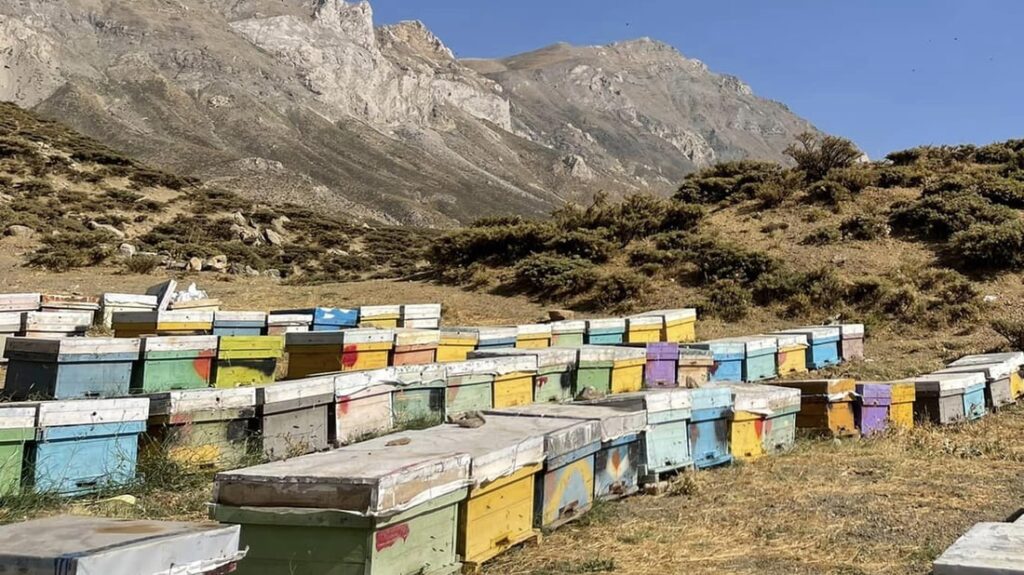 American Foulbrood outbreak devastates 80% of beehives in Erbil’s Balakayati region