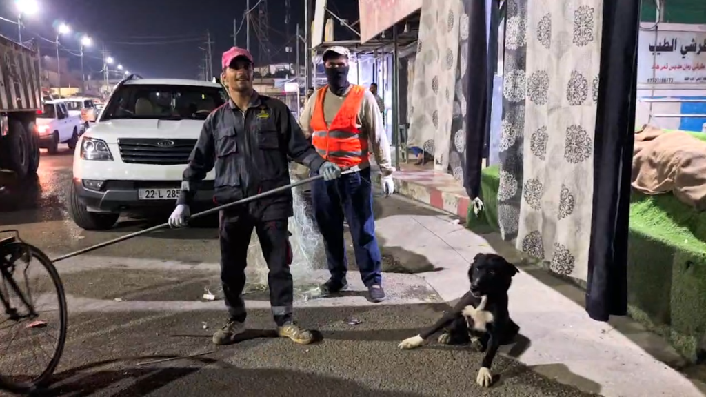 Stray dogs in Kirkuk’s Dubz district face mistreatment