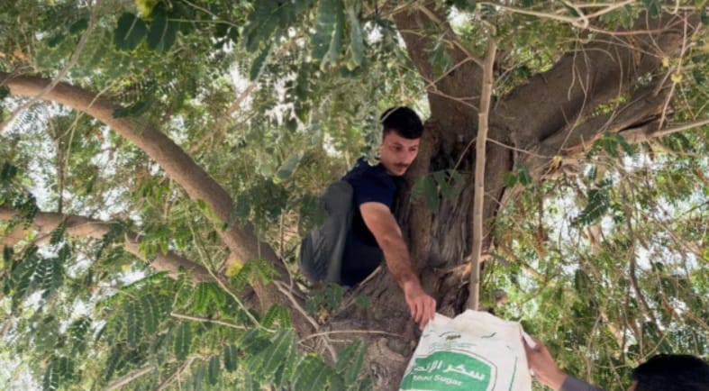 Najaf resident collects tree seeds to support reforestation efforts