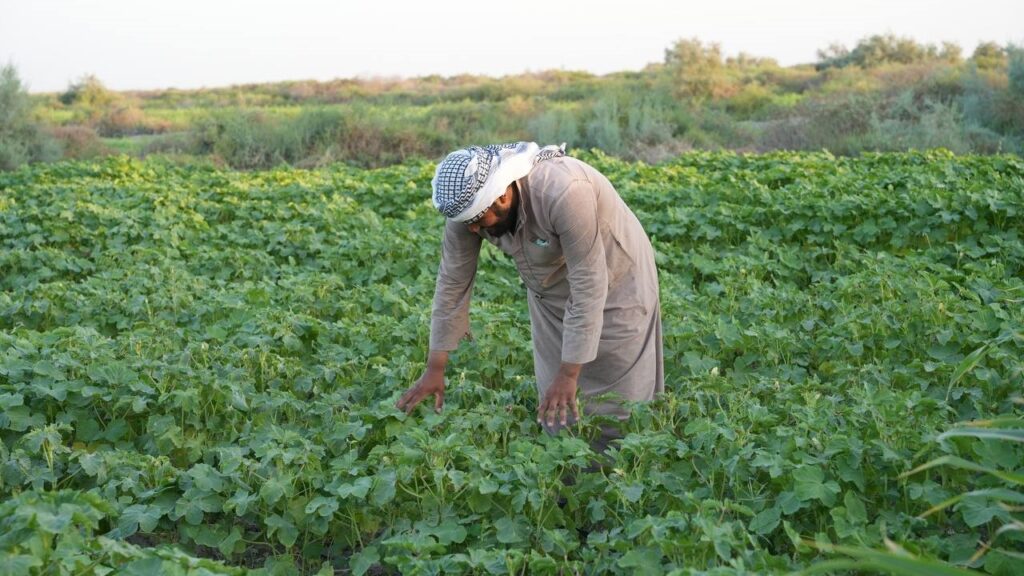 Okra harvest peaks in Basra with 'Suhaili' crop thriving in soaring heat