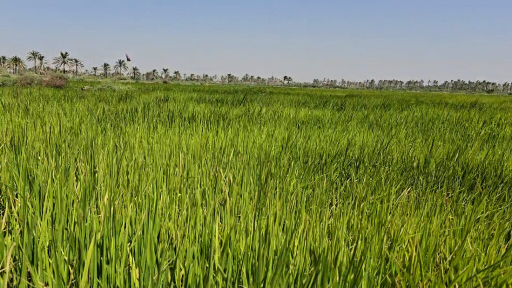 Iraq partners with Turkey to launch seed research station for climate-resilient crops