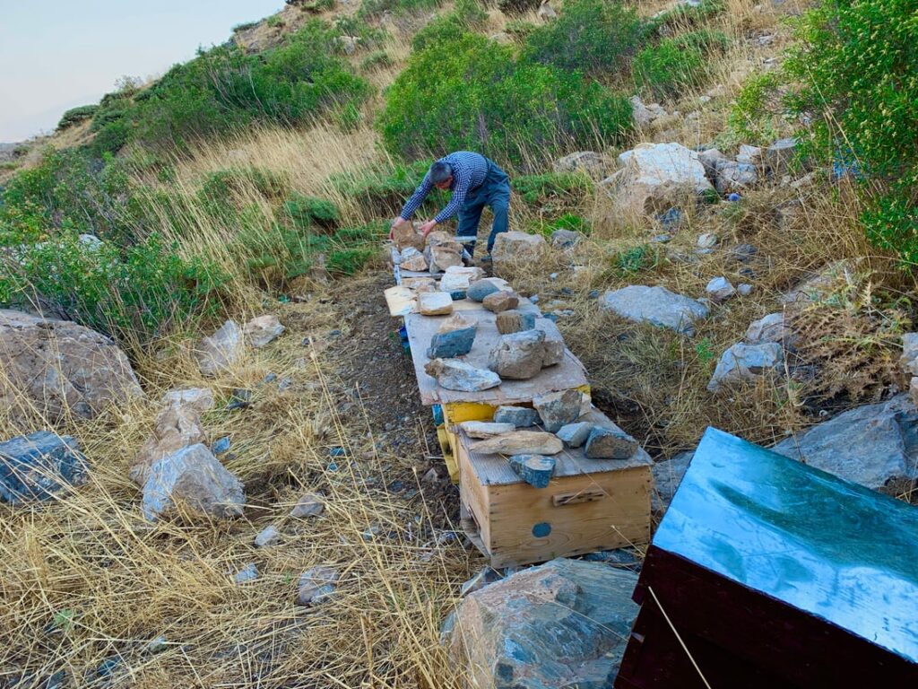 Pshdar beekeepers see honey production plunge as climate change, diseases hit hard