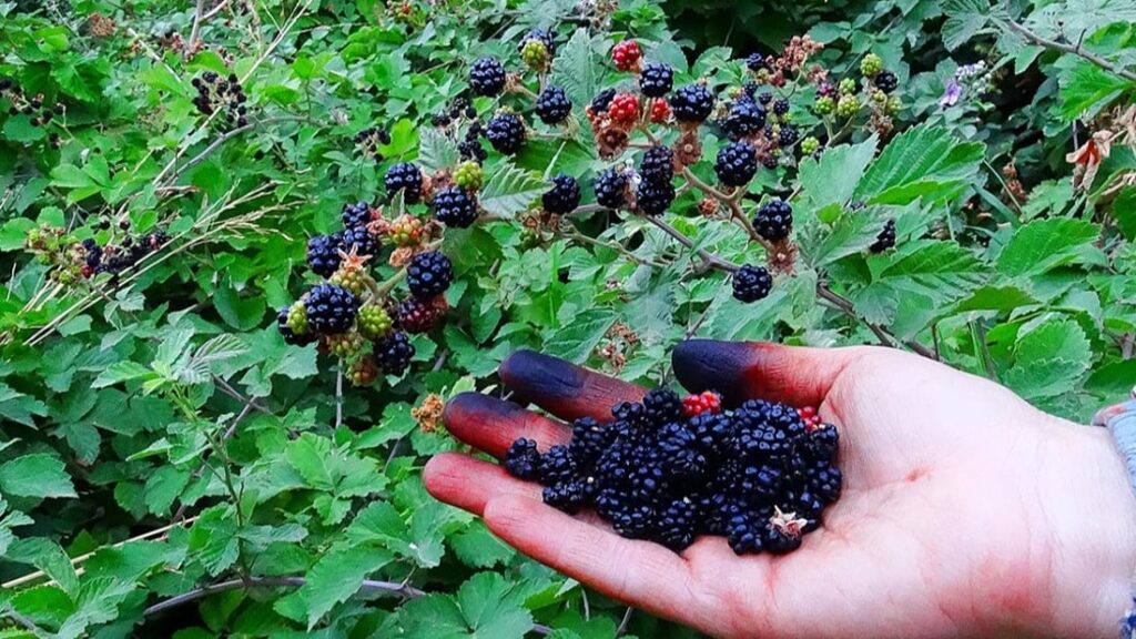 Blackberries thrive in Kurdistan but remain uncultivated despite popularity