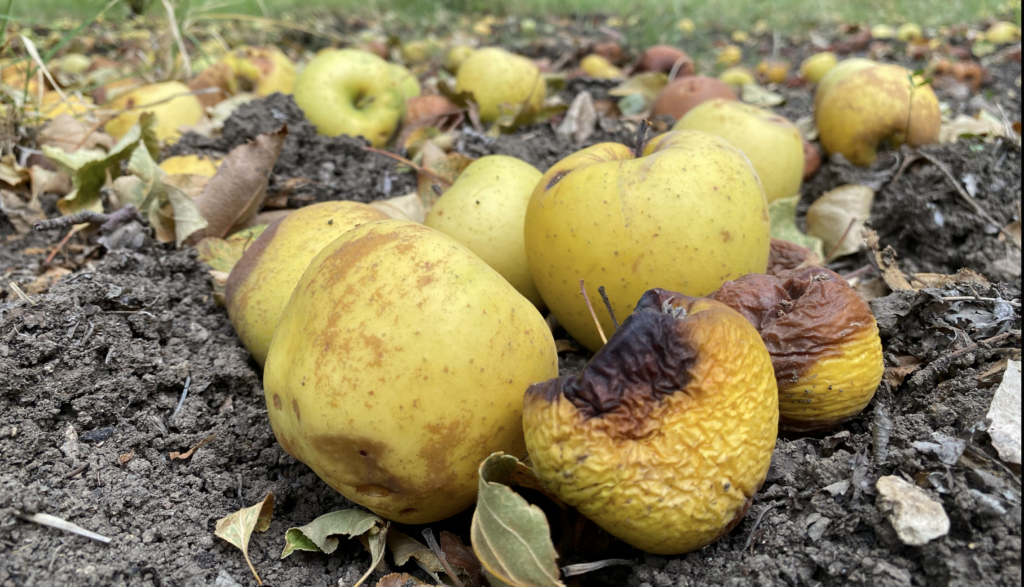 Apple farmers in Duhok struggle with widespread crop disease