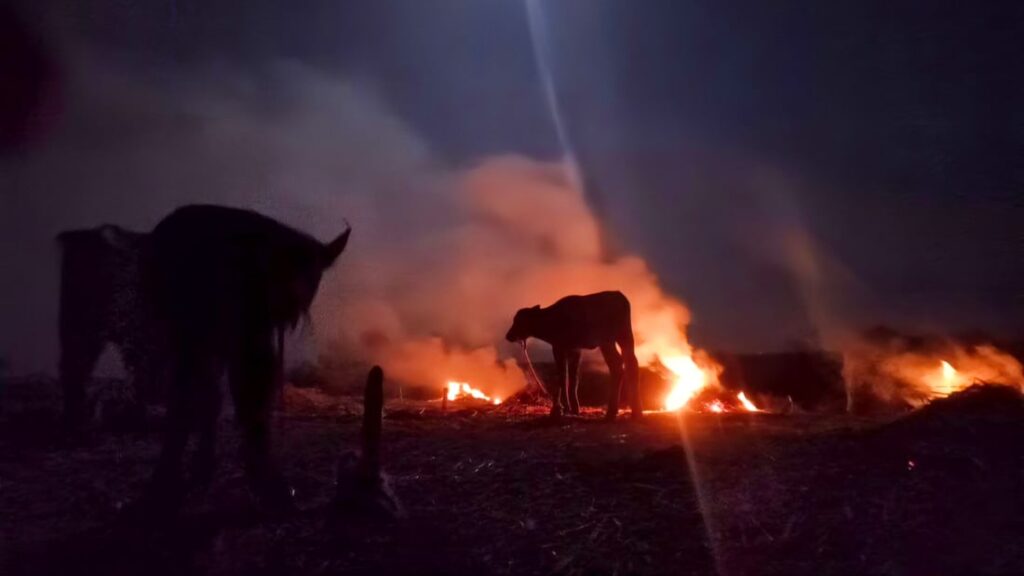 Buffalo herders in Iraq’s marshlands rely on traditional methods to protect livestock