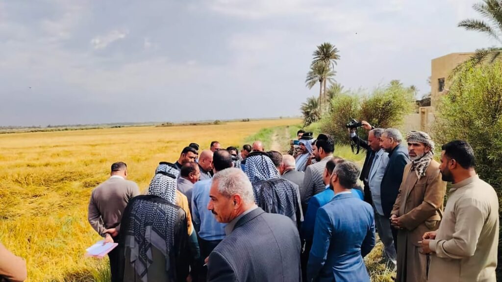 Diwaniyah pioneers new mechanized amber rice cultivation to halve growing time and conserve water