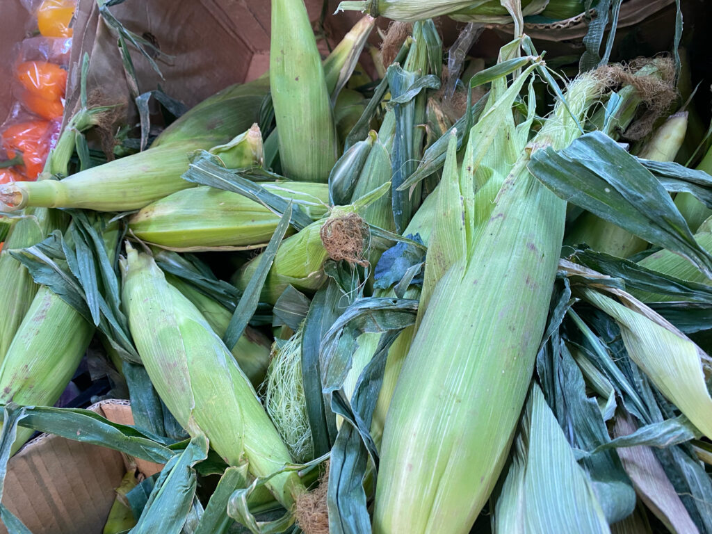 Duhok corn production plummets amid low demand and prices