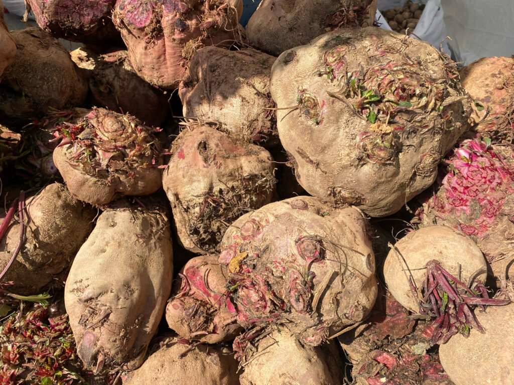 Duhok’s beet harvest surges despite challenges from diseases and Turkish airstrikes