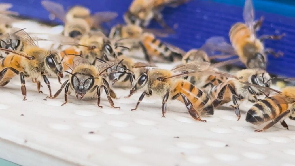 Iraqi beekeeper overcomes challenging honey season, keeps tradition alive