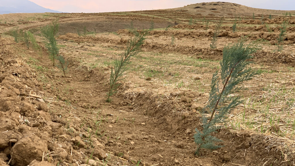 Over 1,500 pine saplings planted to restore Qaladze forest