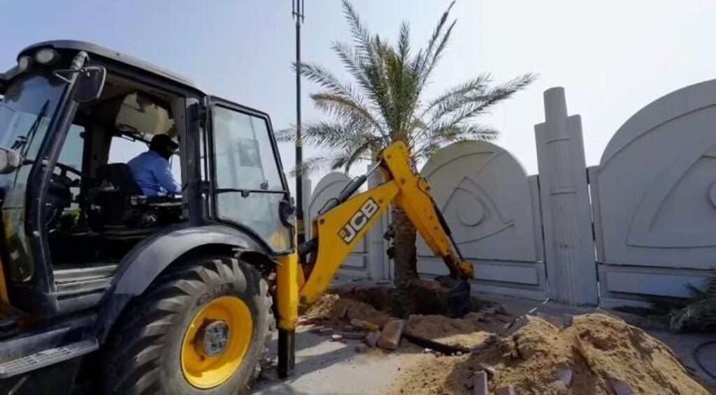 Basra municipality defends palm tree removal amid red weevil infestation