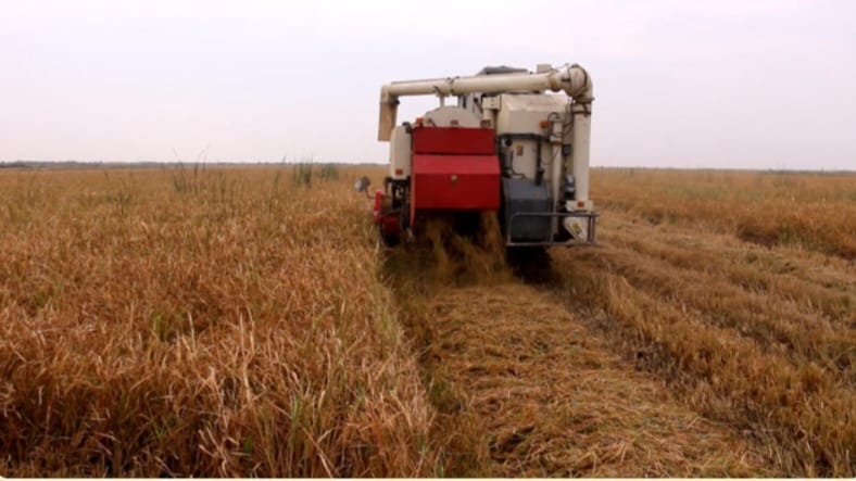 Amber rice harvest revived in Maysan but farmers face market challenges