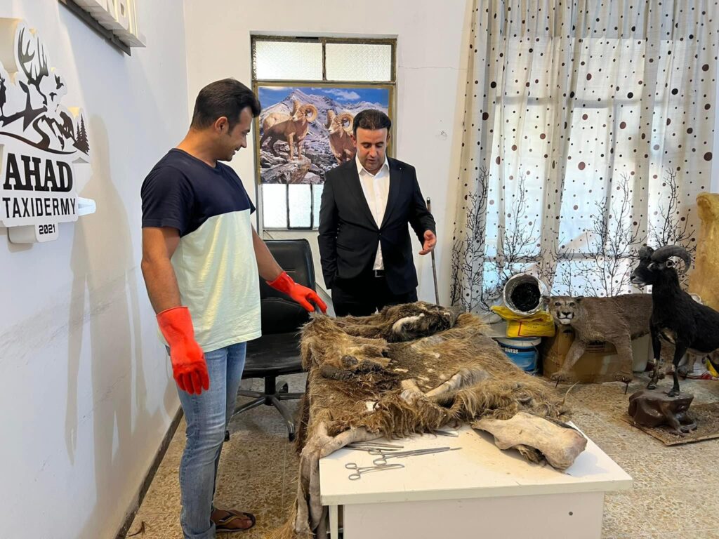 Balakayati bear preserved for display in Soran’s national park following shooting