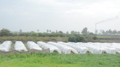 Off-season pepper harvest begins in Salah Al-Din’s Al-Ishaqi