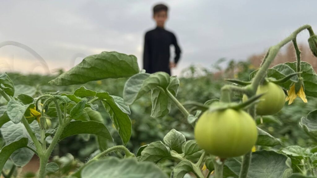 Basra tomato farmers demand more government support and import controls