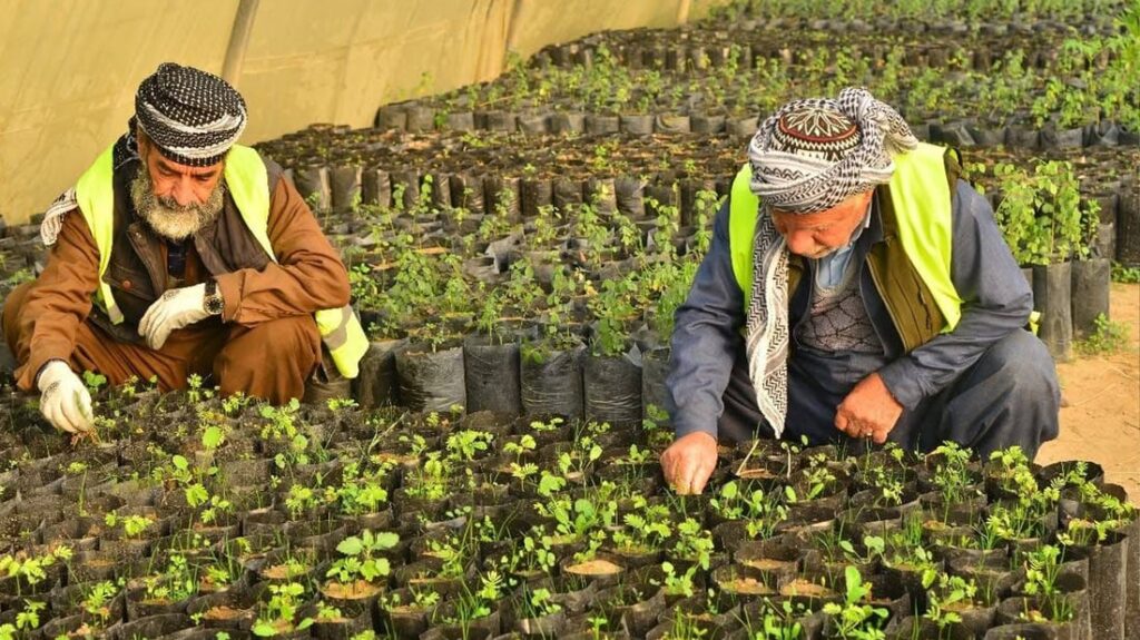 Erbil parks directorate cuts tree and flower imports, adopts local production