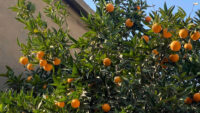 Grebase: Duhok’s ‘orange neighborhood’ where citrus trees flourish