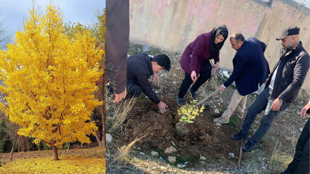 Erbil agriculture department introduces ginkgo trees