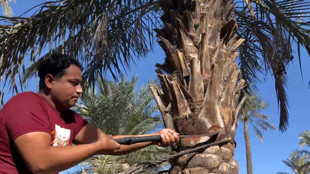 Palm farmers begin winter pruning season in Maysan