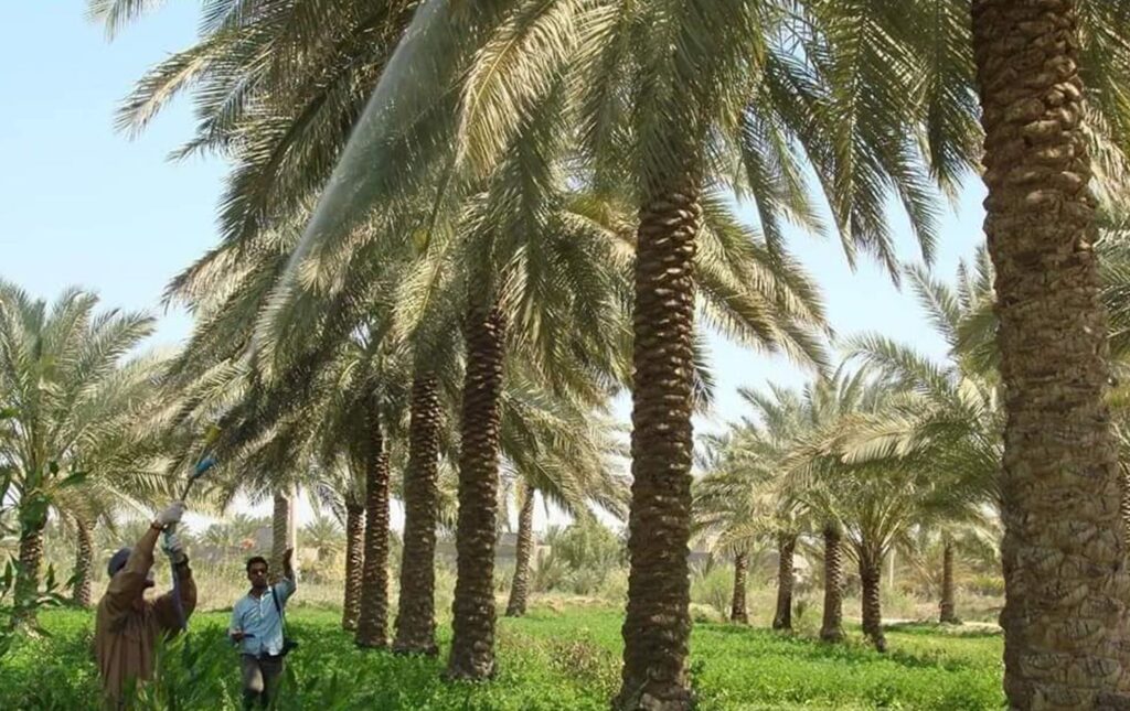 Basra witnesses increase in palm tree cultivation