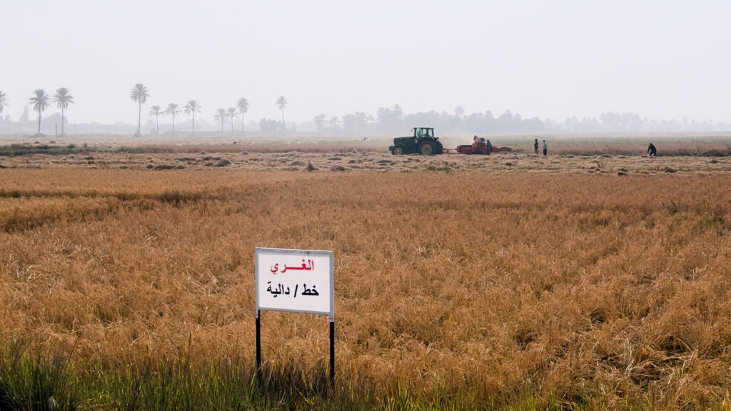 Agricultural breakthrough achieved with new drought-resistant rice variety