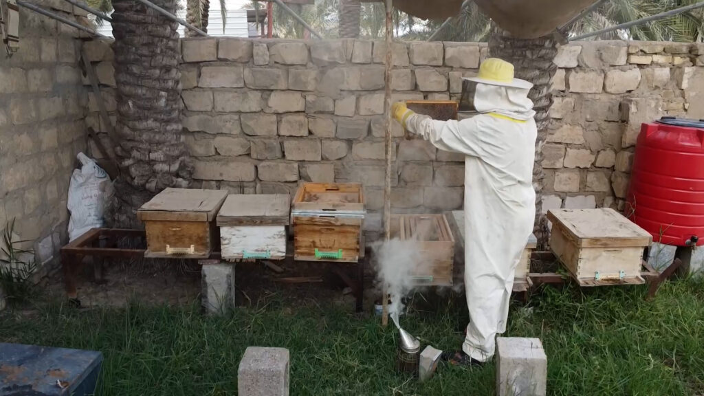 Maysan village thrives thanks to apiaries producing highly sought-after Sidr honey