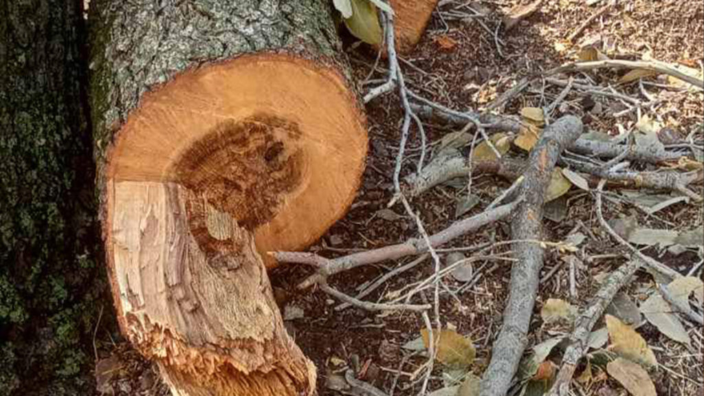 37 arrested for illegal tree felling in Sulaymaniyah governorate