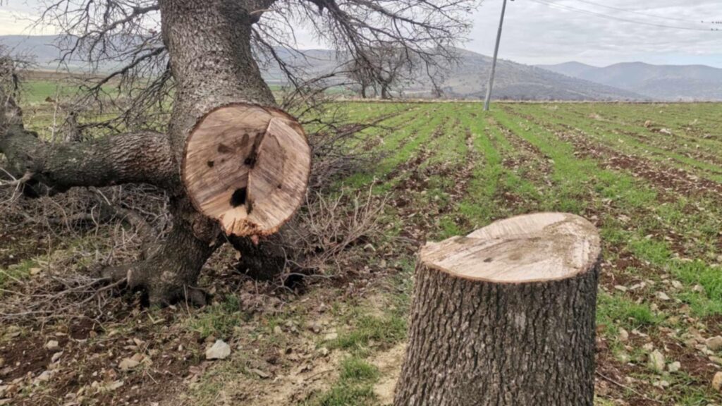 Felling of centuries-old tree in Sulaymaniyah sparks outrage